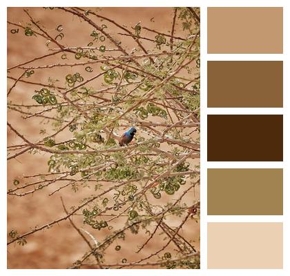 Desert Sun Bird Acacia Image